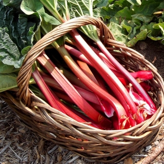 Ревень Дачный