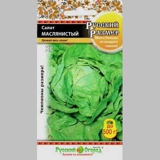Салат Маслянистый Русский размер (кочанный)