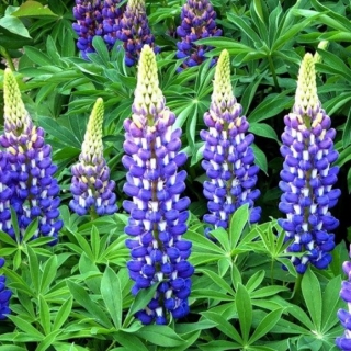 Люпин Синее пламя (Рассела)