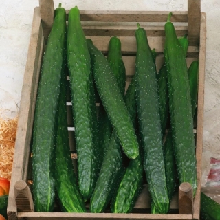 Огурец Змей искуситель