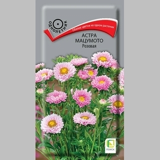 Астра Мацумото Розовая
