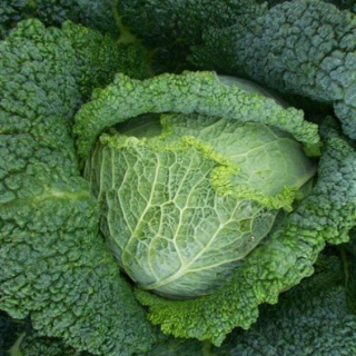 Капуста Петровна (савойская)