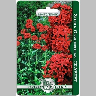 Зорька Скарлет (обыкновенная)