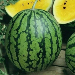 Арбуз Золотой реванш F1