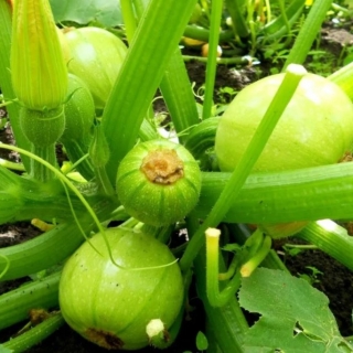 Кабачок Фиори фритти