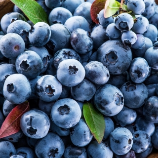 Черника Темная ночь обыкновенная