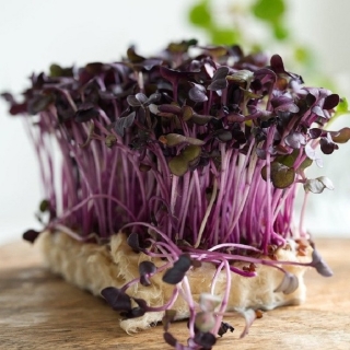 Микрозелень Редис листовой Красный свет