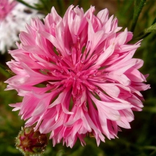 Василек Розовая корона