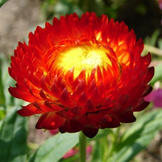 Гелихризум Огненный шар