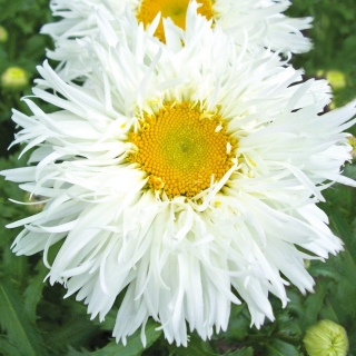 Нивяник Крейзи Дейзи