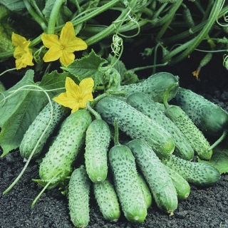 Огурец Пасамонте F1