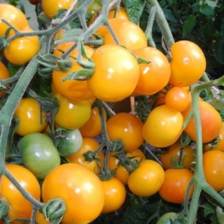 Томат Нижегородский кудяблик