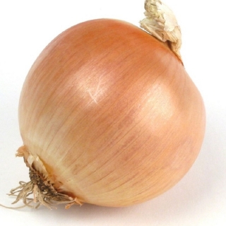 Лук Здоровья Друг репчатый