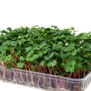 Микрозелень Редис микс