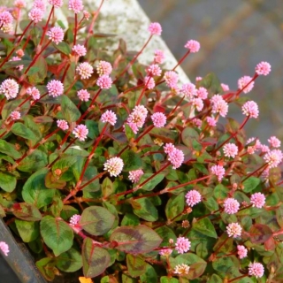 Горец Аметистовая Крошка