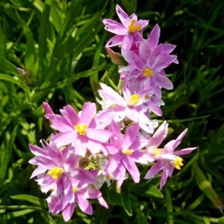 Гелихризум Розовый фарфор