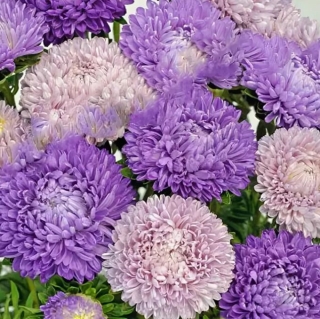 Астра Бьютифул Дэй Твайлайт Шейдес (Семена Профи)