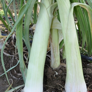 Лук Русский Размер (порей)