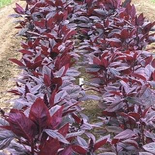 Амарант Валентина овощной