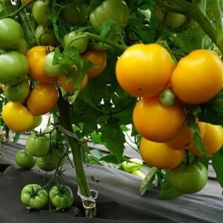 Томат Золотая клуша