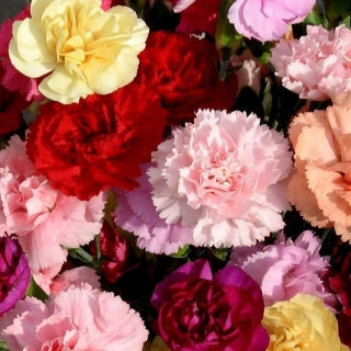 Гвоздика Шабо смесь (садовая)