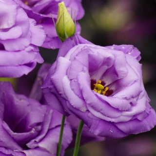 Эустома Рози F1 Сиреневая