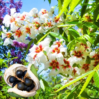 Ксантоцерас рябинолистный (Чекалкин орех) (большой пакет)