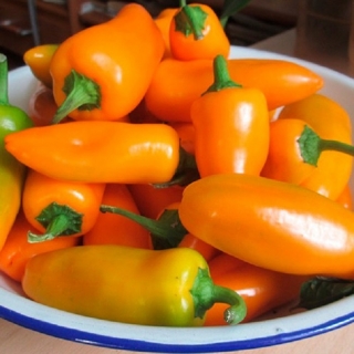 Перец Лисичка F1