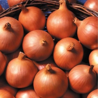 Лук Ажур репчатый