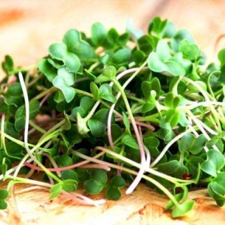 Микрозелень Славянская смесь