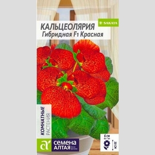 Кальцеолярия Красная гибридная