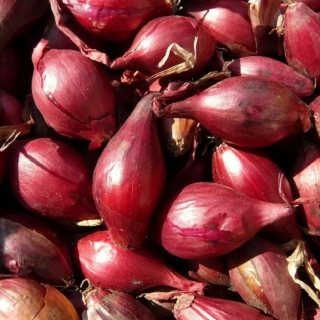 Лук Монастырский шалот