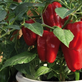 Перец Пик комнатный