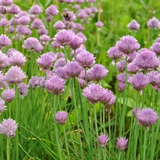 Лук Красный великан (шнитт)