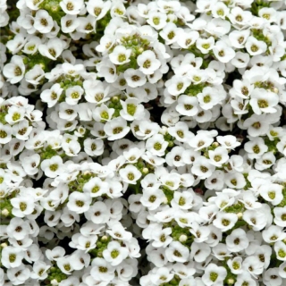 Лобулярия Кристалл Белый