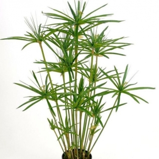 Циперус Фараон