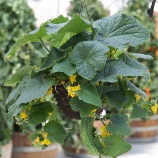 Огурец Петипикел F1 (Огород на балконе)