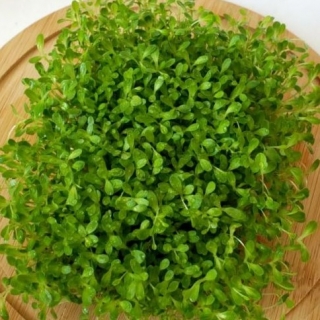 Микрозелень Фитнес микс