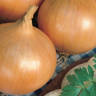 Лук Бессоновский местный