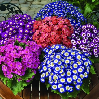 Цинерария Сюрприз смесь (гибридная)