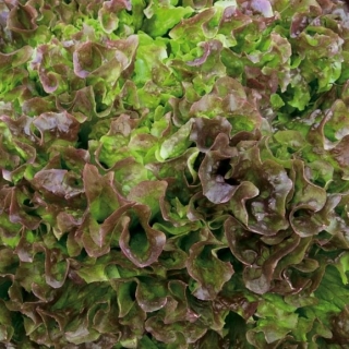 Салат Алые паруса