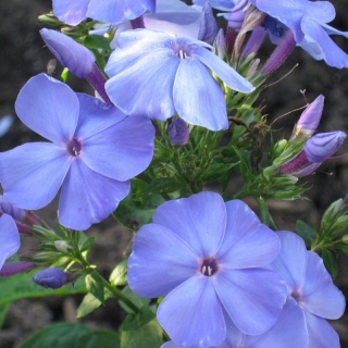 Флокс Очарование голубое