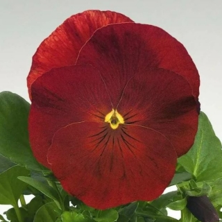 Виола Динамит Скарлет F1