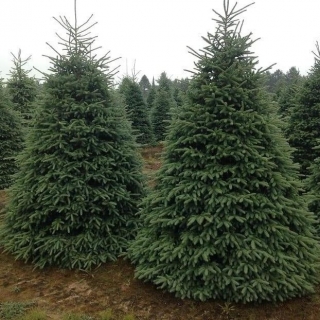 Ель Black Hills SD канадская густая (большой пакет)