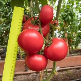 Томат Королева F1