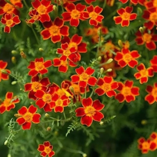 Бархатцы Паприка