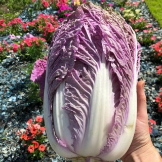 Капуста Скарлетт F1 (пекинская)