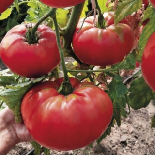 Томат Могучее Вымя
