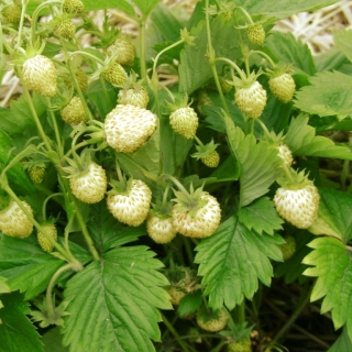 Земляника Белая душа