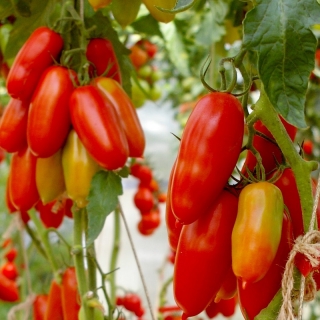 Томат Дамский Каприз F1